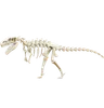 Allosaurus