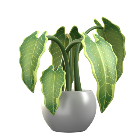 Alocasia Polly  3D Icon