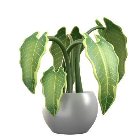 Alocasia Polly  3D Icon