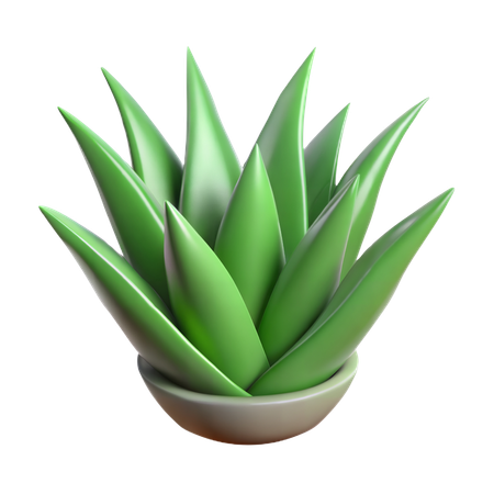 Aloe Vera Pflanze  3D Icon