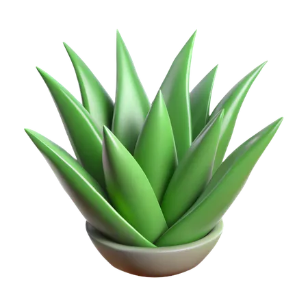 Aloe Vera Pflanze  3D Icon