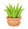Aloe vera plant pot
