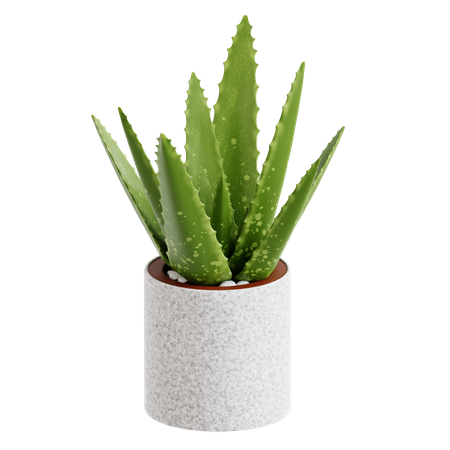 Aloevera  3D Icon