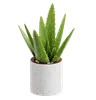 Aloevera