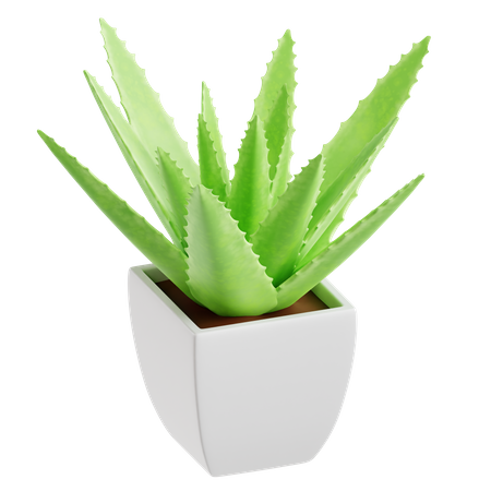 Aloevera  3D Icon