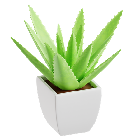 Aloe vera  3D Icon