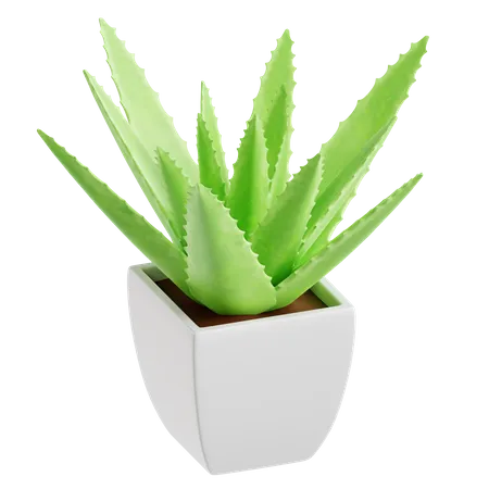 Aloe vera  3D Icon