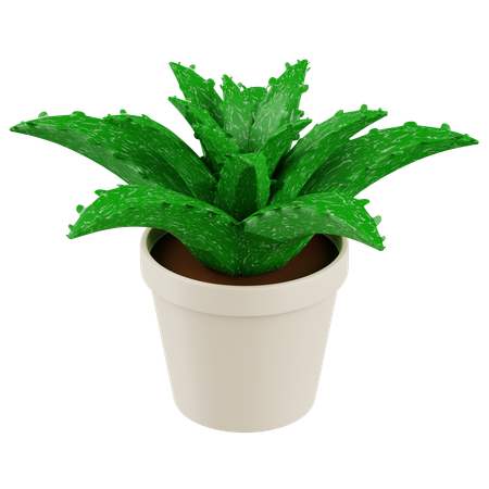 Aloevera Plant  3D Icon