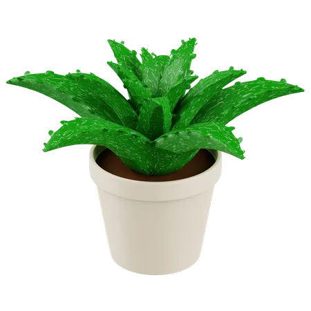 Aloevera Plant  3D Icon