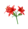 Alstroemeria