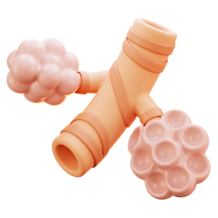 Alveoli  3D Icon