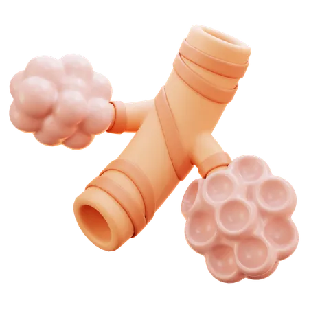 Alveoli  3D Icon