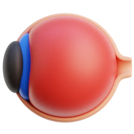 Anatomía del globo ocular  3D Icon