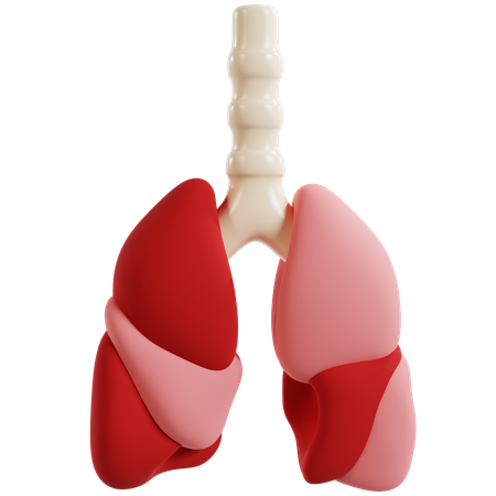 Anatomia detalhada do pulmão humano  3D Icon