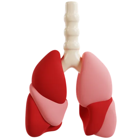 Anatomía detallada del pulmón humano  3D Icon