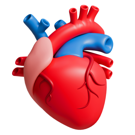 Anatomia do coração  3D Icon