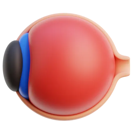 Anatomia do globo ocular  3D Icon