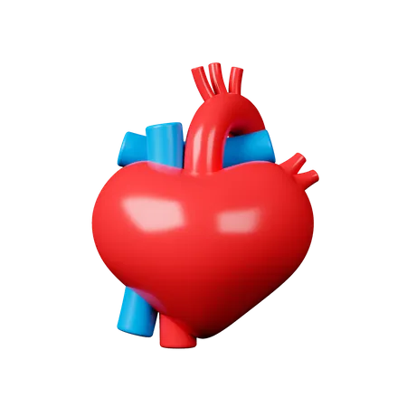 Heart With Blood Vessels 3 D Icon 3D Icon