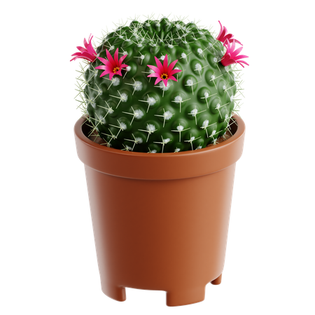 Anciana cactus  3D Icon