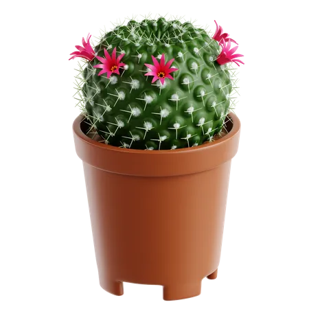 Anciana cactus  3D Icon