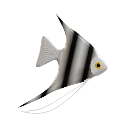 Angelfish  3D Icon