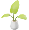 Anthurium Crystallinum