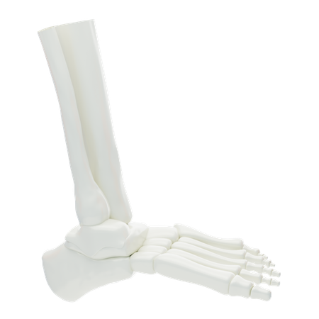 Articulations de la cheville  3D Icon