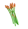 Asparagus