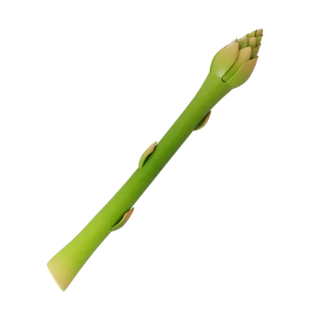 Asparagus  3D Illustration