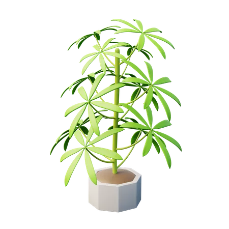 Australia Umbrella Tree  3D Icon