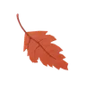 Autumn Leaf