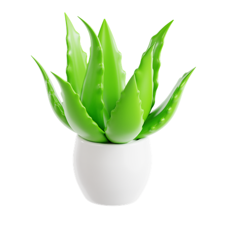 Babosa  3D Icon