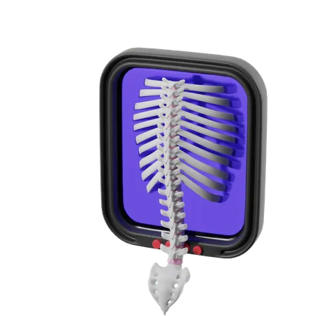 Back X Ray  3D Icon