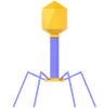 Bacteriophage