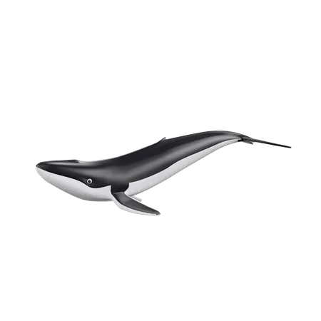 Baleine  3D Icon