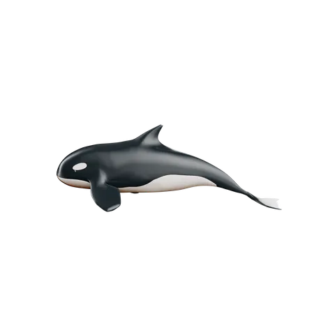 Ballena  3D Icon