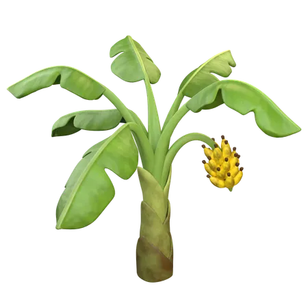 Banana Tree  3D Icon