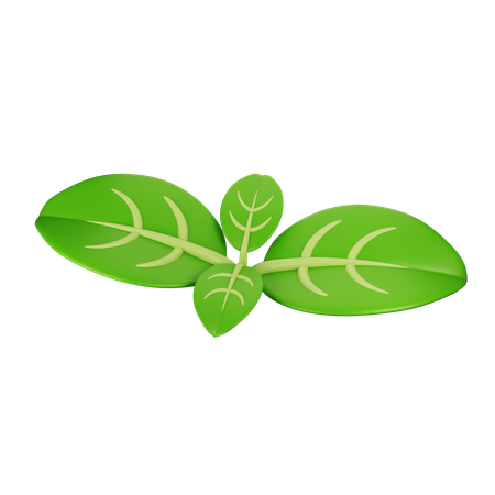 Basil  3D Icon