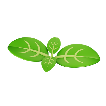 Basil  3D Icon
