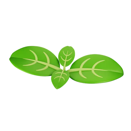 Basil  3D Icon