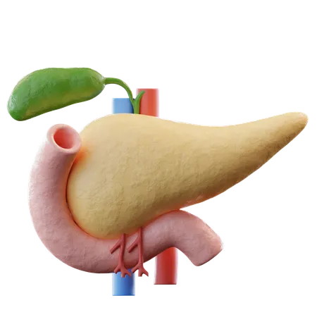 Pankreas  3D Icon