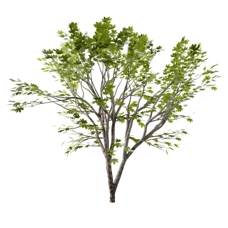 Baum  3D Icon