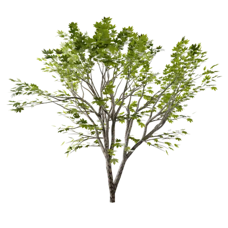 Baum  3D Icon