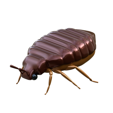 Bed Bugs  3D Icon