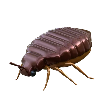 Bed Bugs 3 D Insect Illustration 3D Icon