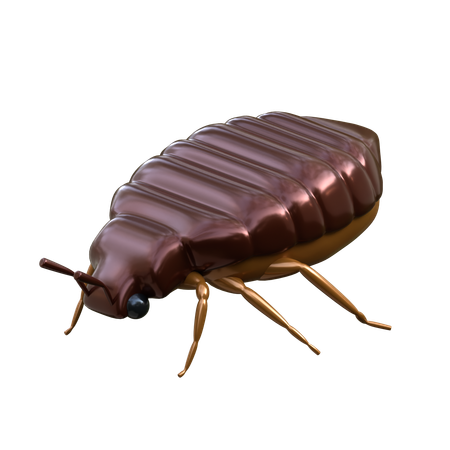 Bed Bugs  3D Icon