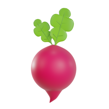 Beet  3D Illustration