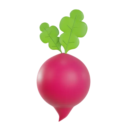 Beet  3D Illustration