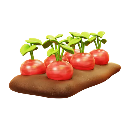 Beetroot Farming  3D Icon
