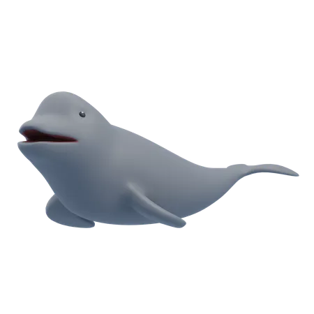 Beluga Whale  3D Icon